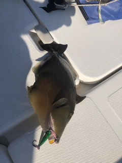 メガネハギの釣果