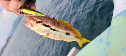 ヨコスジフエダイの釣果