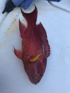 オジロバラハタの釣果