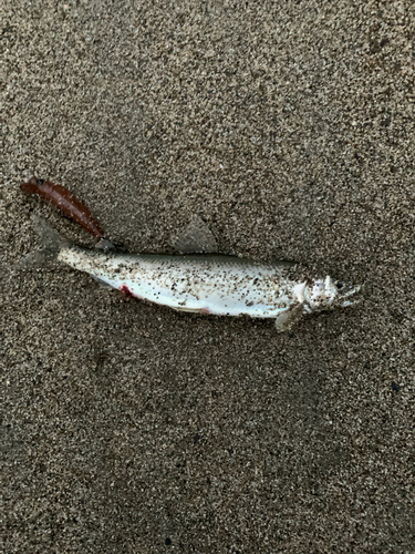 アユの釣果