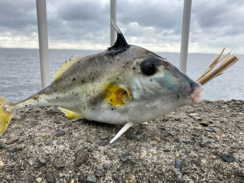 サバの釣果