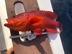 ユカタハタの釣果