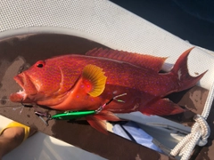 オジロバラハタの釣果