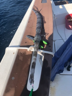 アオヤガラの釣果