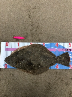 ヒラメの釣果