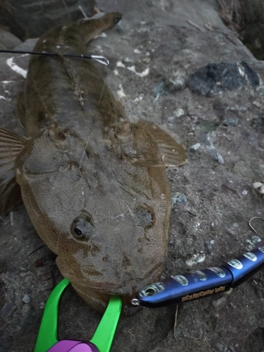 マゴチの釣果