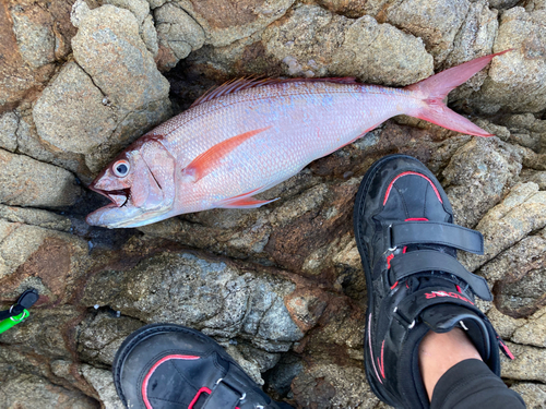 オオグチイシチビキの釣果