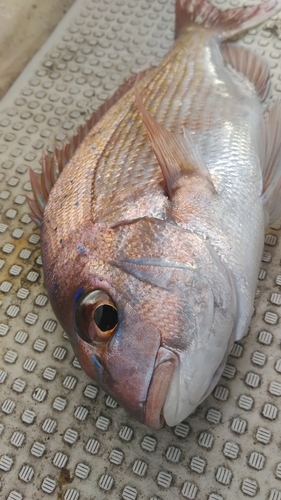 マダイの釣果