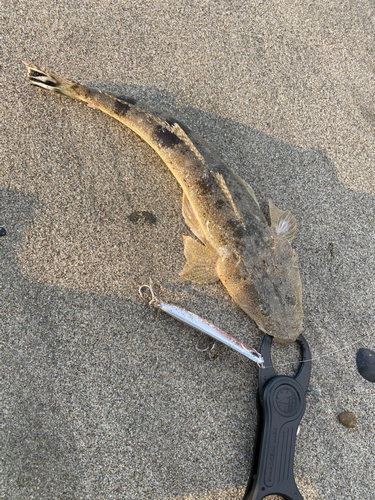 マゴチの釣果