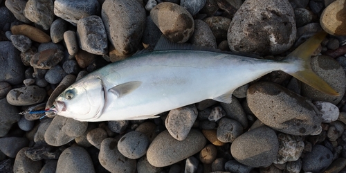 ハマチの釣果