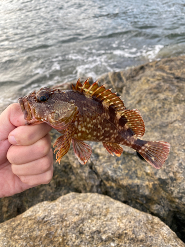 カサゴの釣果