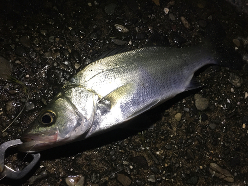 セイゴ（マルスズキ）の釣果