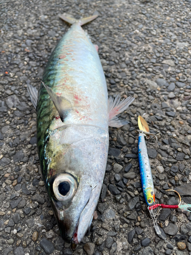 サバの釣果