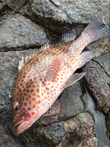 オオモンハタの釣果