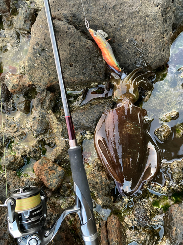 アオリイカの釣果