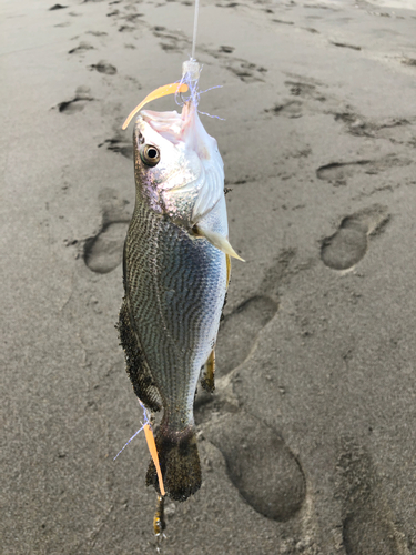 イシモチの釣果