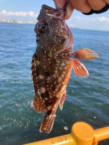 カサゴの釣果