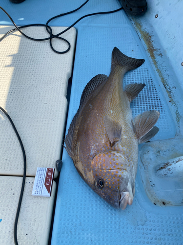 タイの釣果