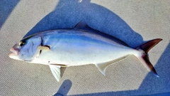 カンパチの釣果