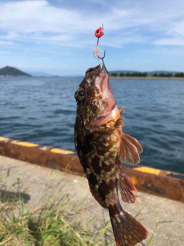 カサゴの釣果