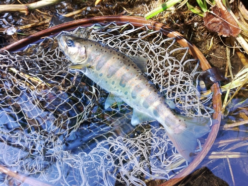 アマゴの釣果