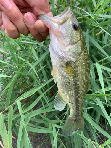 ラージマウスバスの釣果