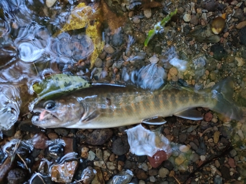 アマゴの釣果