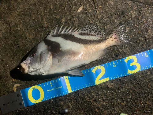 コショウダイの釣果