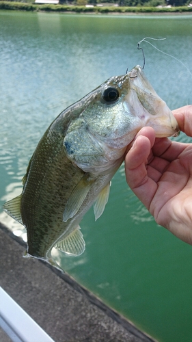 釣果