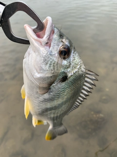 キビレの釣果