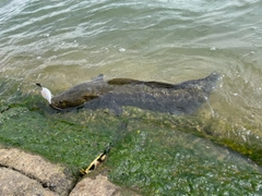 カムルチーの釣果