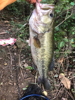 ラージマウスバスの釣果