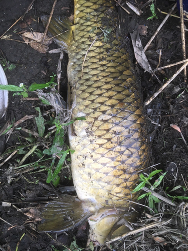 コイの釣果