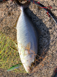 ネリゴの釣果