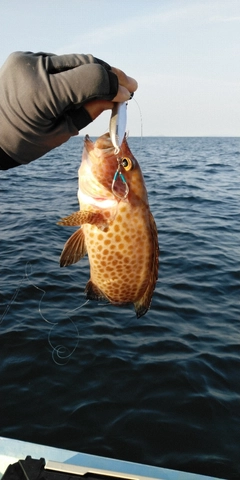 オオモンハタの釣果