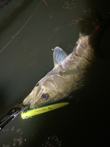 スズキの釣果