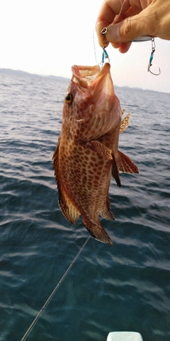 オオモンハタの釣果