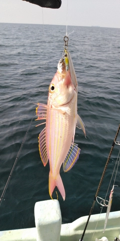 イトヨリダイの釣果