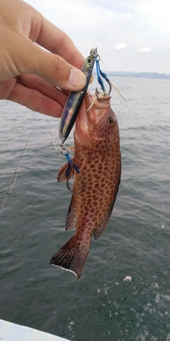 オオモンハタの釣果