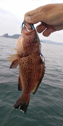 オオモンハタの釣果