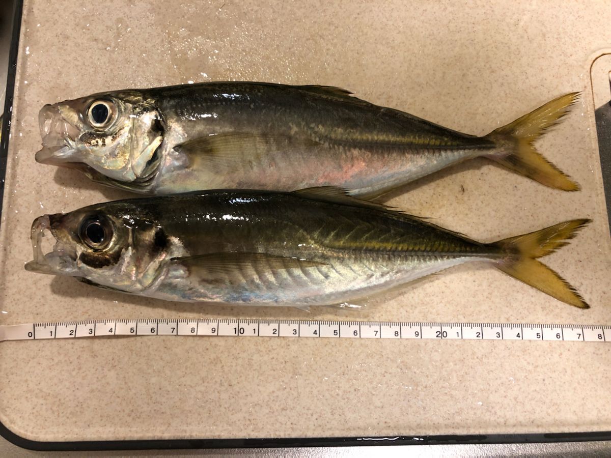 小波さんの釣果 2枚目の画像