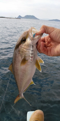 ネリゴの釣果