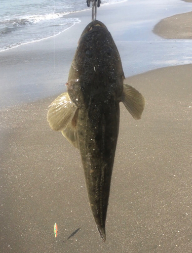 マゴチの釣果