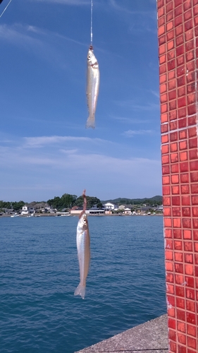 キスの釣果