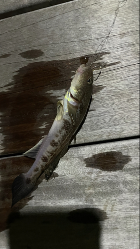 マハゼの釣果