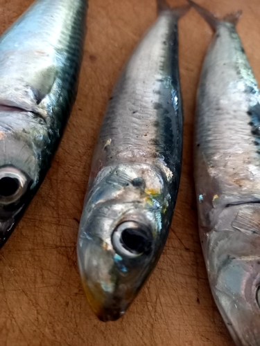 イワシの釣果