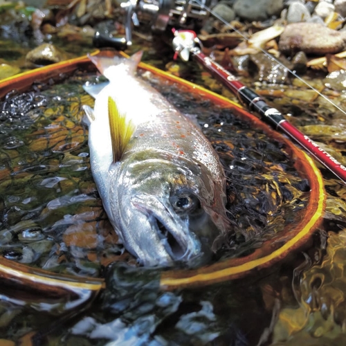 ヤマメの釣果