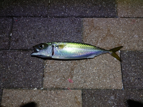 サバの釣果