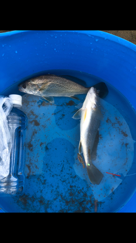 イシモチの釣果