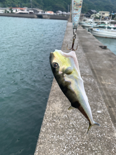 シロサバフグの釣果